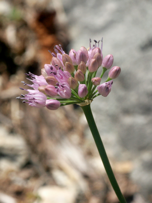 Allium lusitanicum / Aglio montano